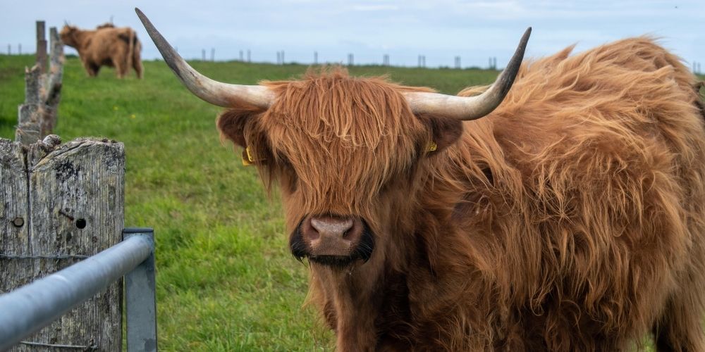 Hairy Coo - 5 Day Skye & Highland Fling