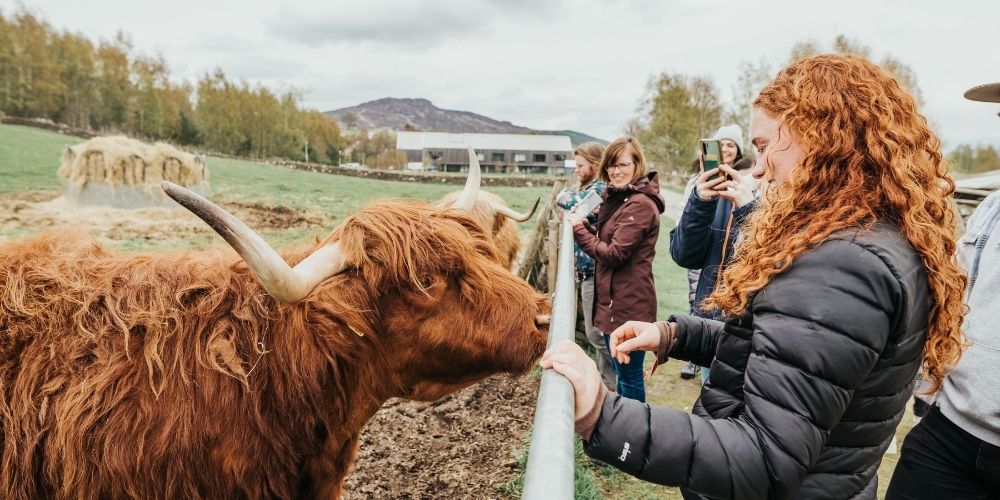 Hairy Coo - Highlands - 3 Day Isle of Skye Tour - MacBackpackers