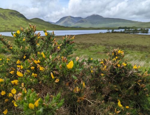 Spring in Scotland – Why to Visit Scotland in Spring