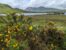Gorse in the Highlands during Spring in Scotland