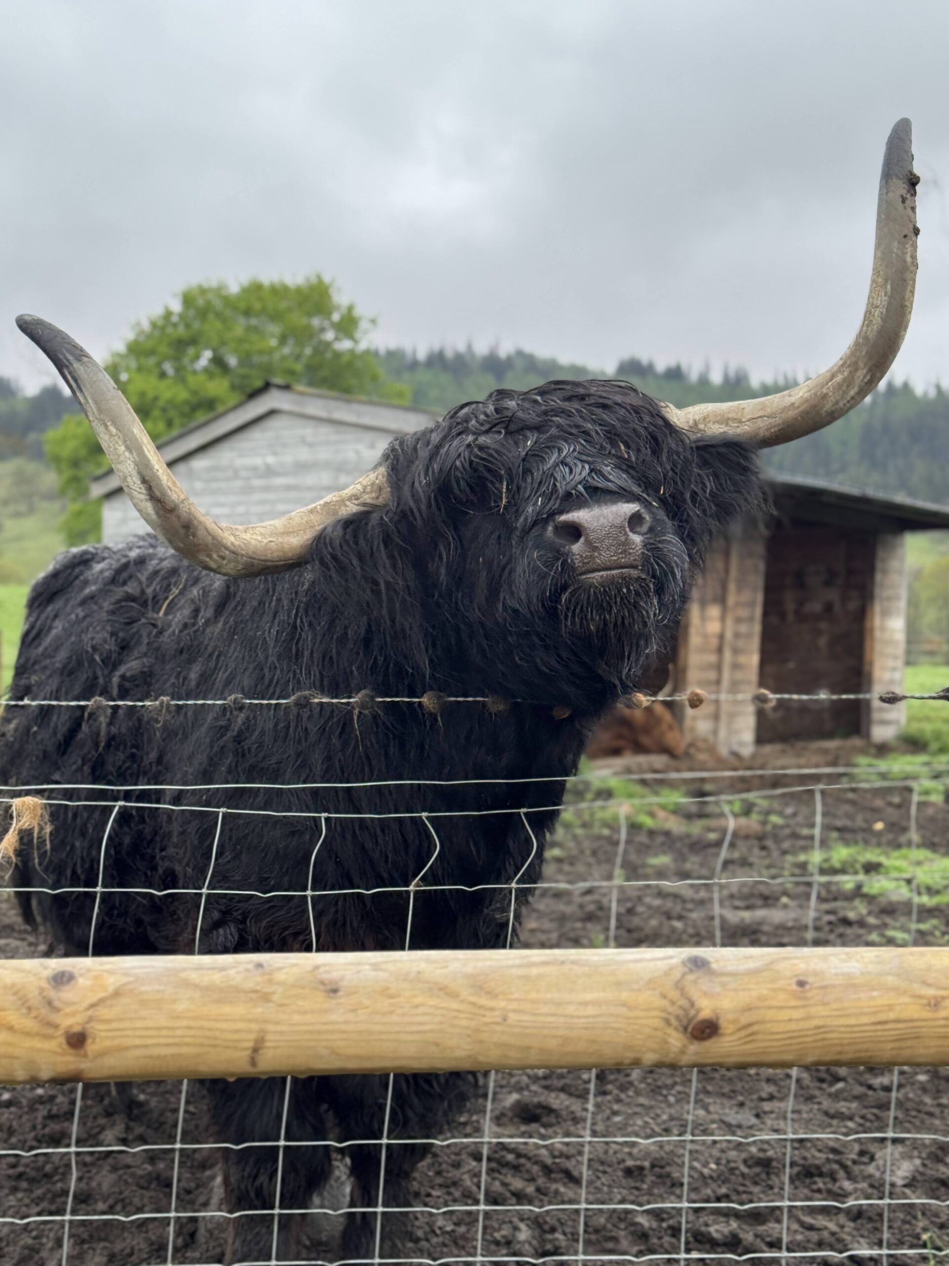 Highland Coo, Highland cow, Scottish Cow, Visit Scotland.